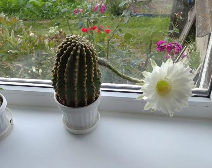 Cactus - My, Cactus, Blooming cacti, Alive