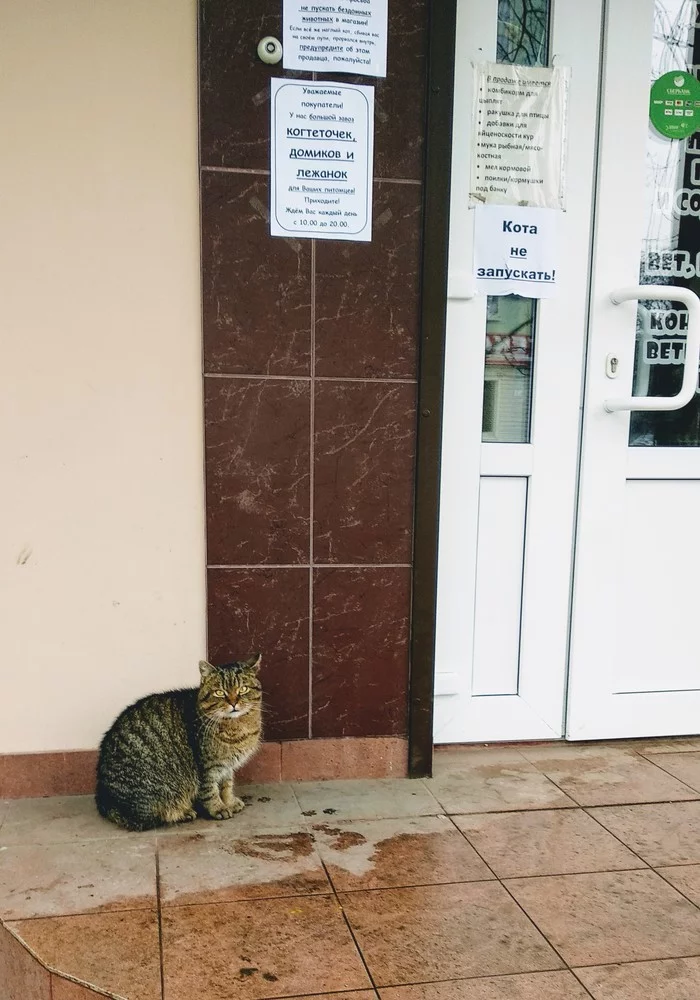 When you are not allowed into the pet store - My, cat, Pet Shop