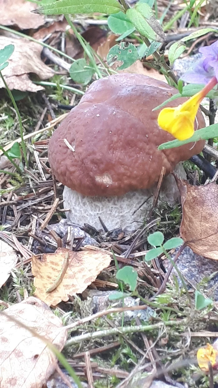 White - Saint Petersburg, Leningrad region, Mushrooms, Forest, Travels, Nature