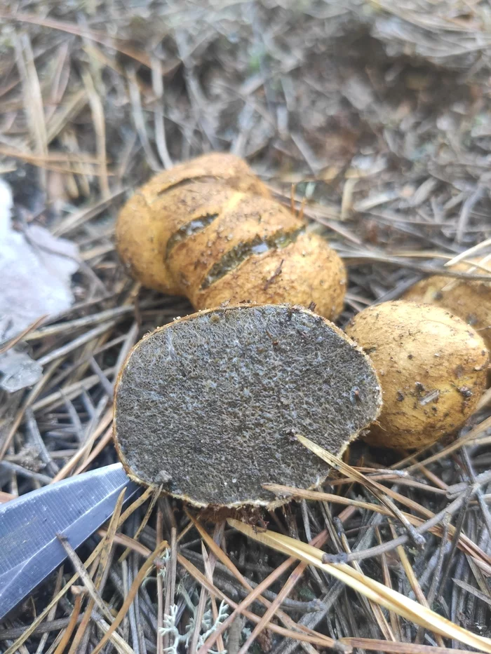 What kind of mushroom? - Forest, Mushrooms, Longpost