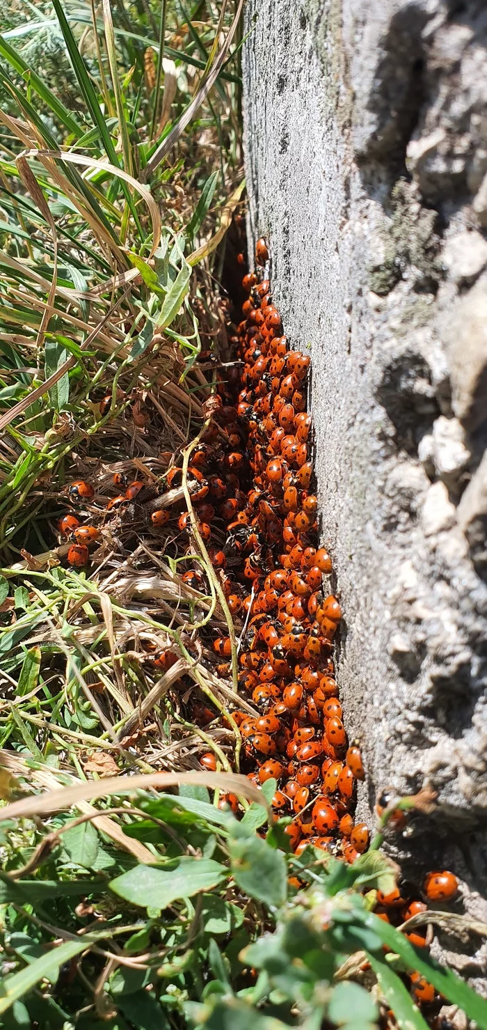 Ladybug nest - My, ladybug, 18+