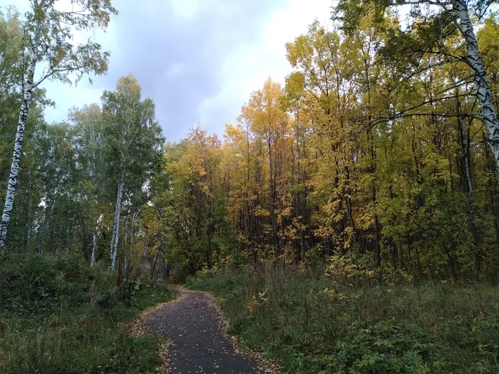 September. Walk - My, Novosibirsk, Walk, September, Forest, Autumn, Mobile photography