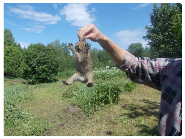 What is the difference between a hare and a rabbit? Everyone! We describe the difference point by point - Hare, Rabbit, Animal book, Yandex Zen, Animals, GIF, Longpost