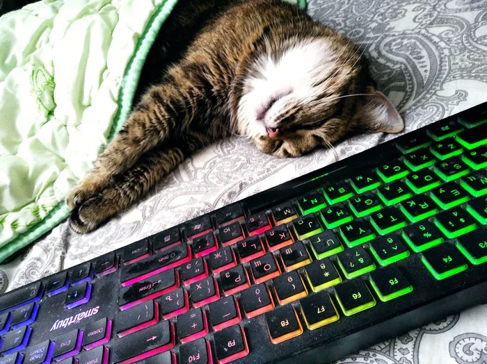 I played dance all night - My, sleeping Beauty, Keyboard, cat