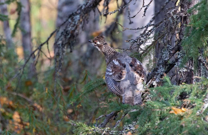 Handsome hazel grouse! - Birds, Fritillary, Forest, The national geographic, The photo