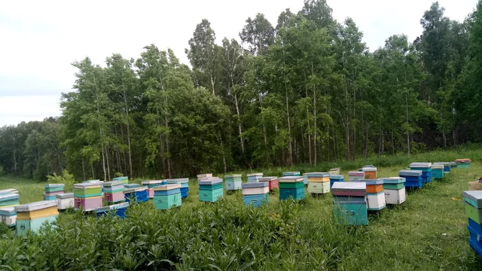 About the new place. More precisely about nature, where I was lucky enough to live for 20 weeks - My, Honey, Apiary, Bees, Beekeeping, Nature, Insects