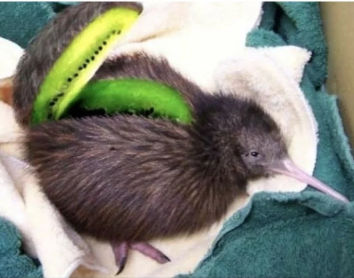 Take a bite, vegans! - From the network, Yummy, Kiwi, Kiwi bird, Kiwi fruit