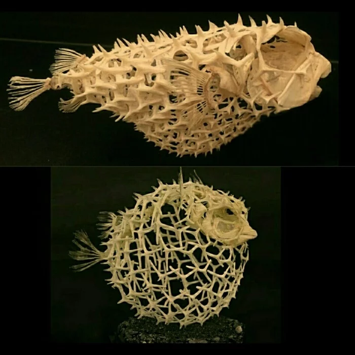Unusual puffer fish skeleton - Puffer fish, Skeleton, A fish, Ball, Marine life, Unusual
