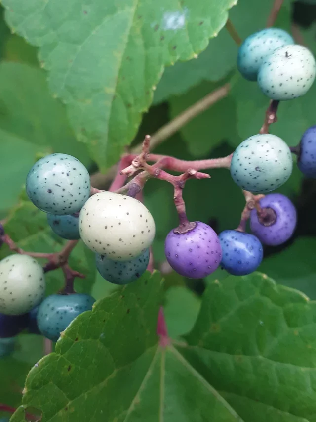 Что это за штука - 108 Перевел сам, Reddit, WhatIsThisThing, Видео, Длиннопост, Вертикальное видео Что это за штука - 108 Перевел сам, Reddit, WhatIsThisThing, Видео, Длиннопост, Вертикальное видео