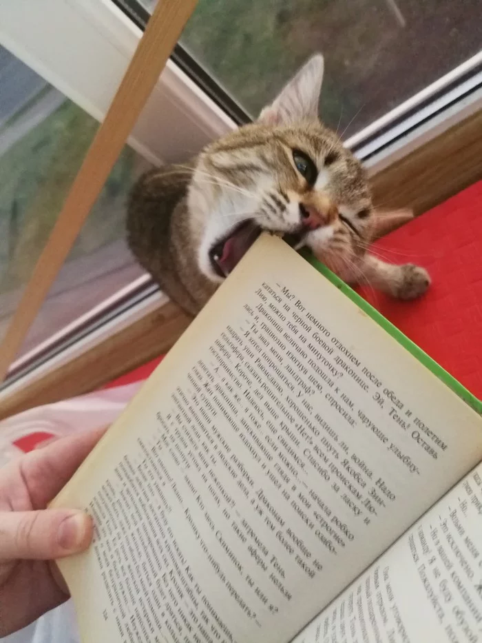 When you also love books, but in your own way) - My, cat, Books