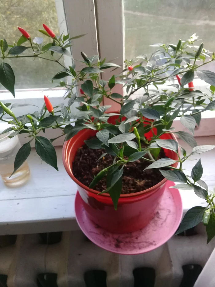 My first experience (interim report II) - My, Pepper farming, Hot peppers, Longpost, Hobby, Grove, The photo