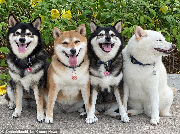 Cute dog who keeps ruining family photos - Dog, Milota, Longpost, Shiba Inu