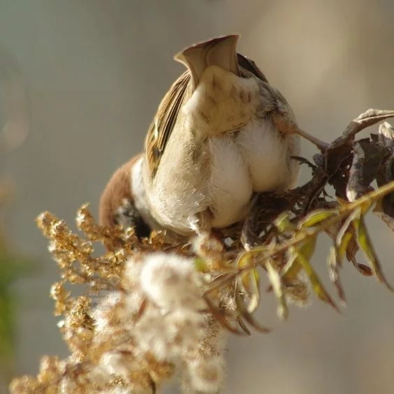 Hold your fluffy sparrow ass - Sparrow, Booty, Birds, Animals