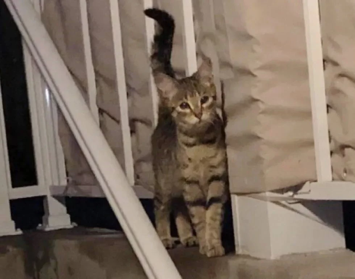 История со счастливым концом) Кот, Котята, Канада, Монреаль, Зоозащитники, Видео, Длиннопост, Нашел дом