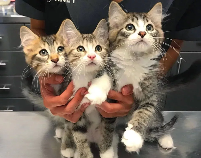 История со счастливым концом) Кот, Котята, Канада, Монреаль, Зоозащитники, Видео, Длиннопост, Нашел дом