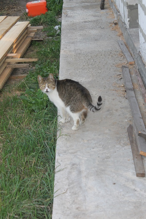 Life of the home shelter Kotoland 250 - My, cat, Shelter, Kindness, Help, Lipetsk, Shelter Cotoland, Longpost, In good hands