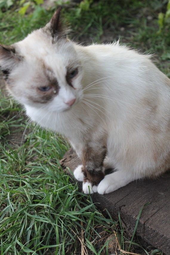 Life of the home shelter Kotoland 250 - My, cat, Shelter, Kindness, Help, Lipetsk, Shelter Cotoland, Longpost, In good hands