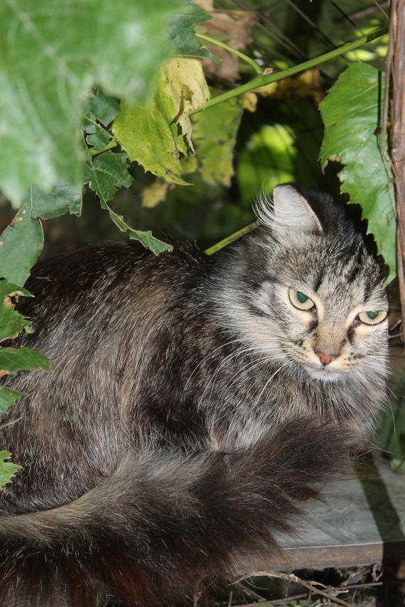 Life of the home shelter Kotoland 250 - My, cat, Shelter, Kindness, Help, Lipetsk, Shelter Cotoland, Longpost, In good hands