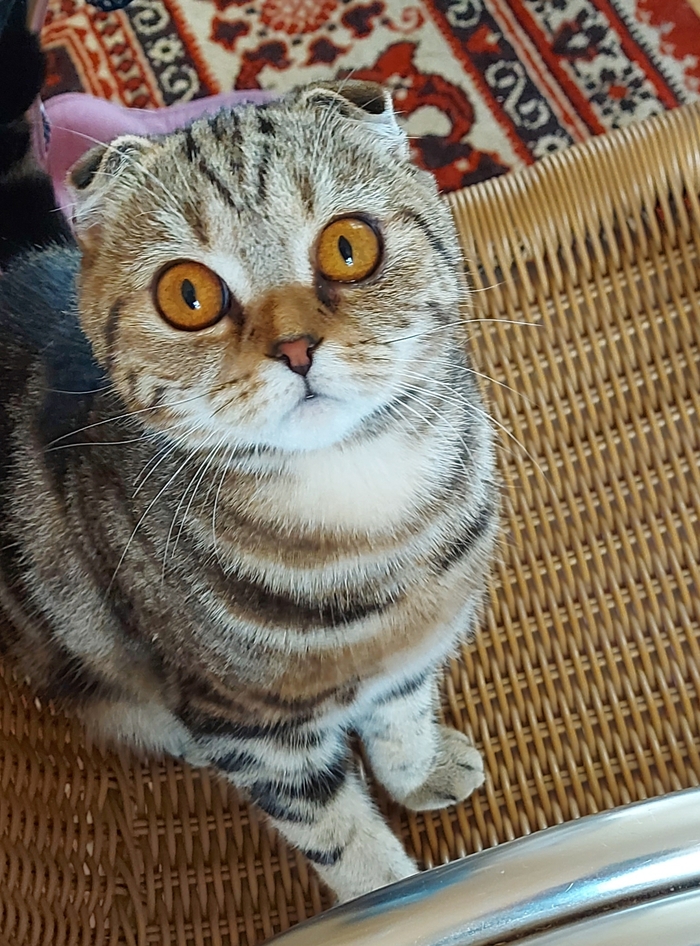 Про котикоф