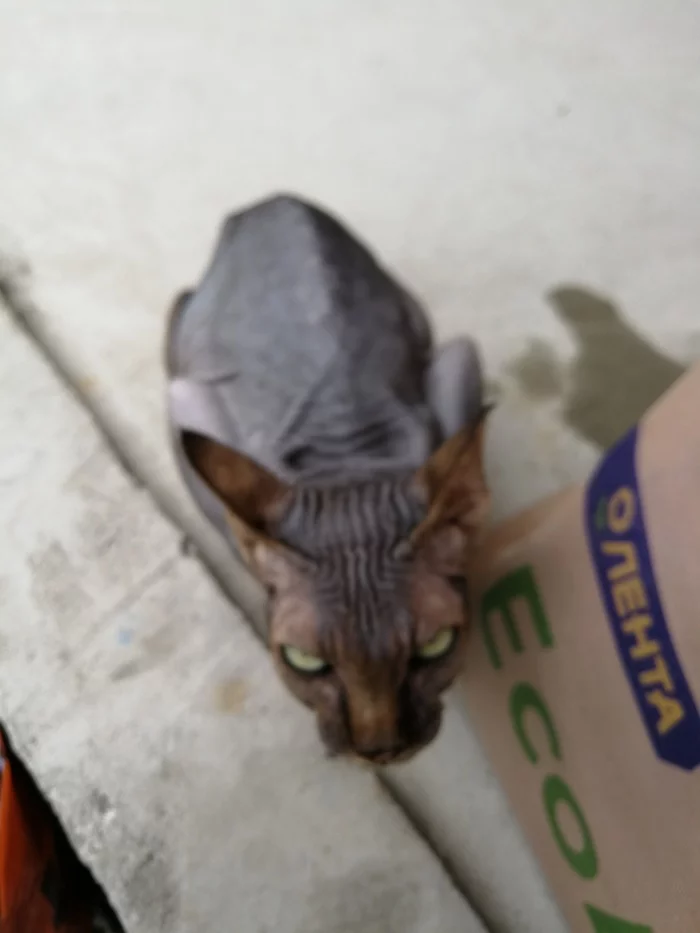 Sphinx cat found, St. Petersburg, Obukhovo - My, cat, Sphinx, Lost, Saint Petersburg, Nevsky District, No rating, Longpost, Found a cat