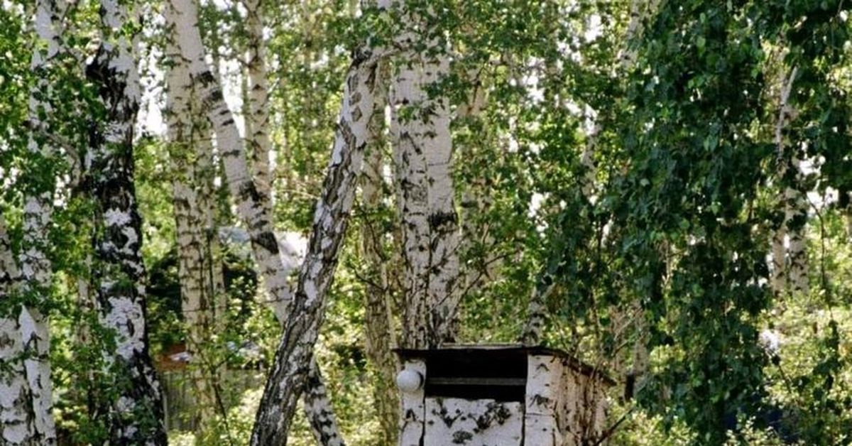 Камуфляж | Пикабу