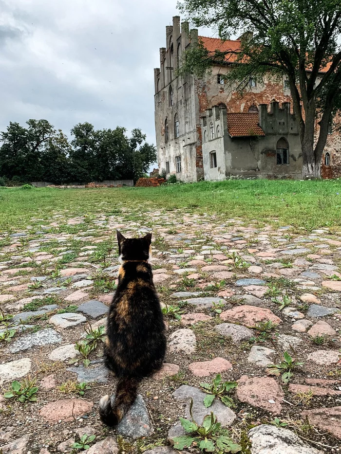 Castle Keeper - cat, Pets, Lock, Chernyakhovsk, Kaliningrad region, The national geographic, The photo