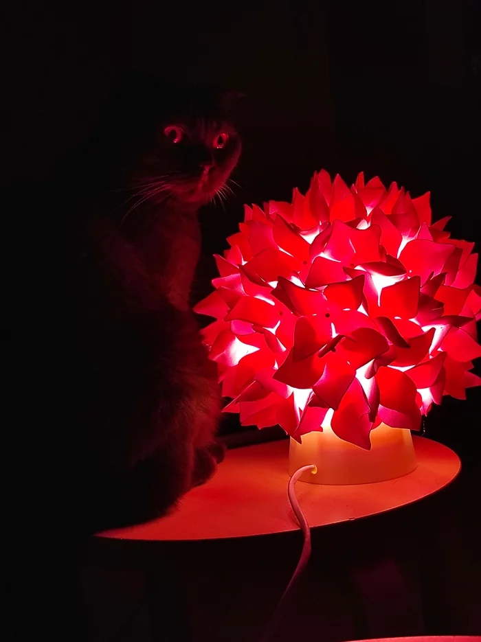 It turns out that I have my own cat lamp at home. - My, cat, Лампа, The photo