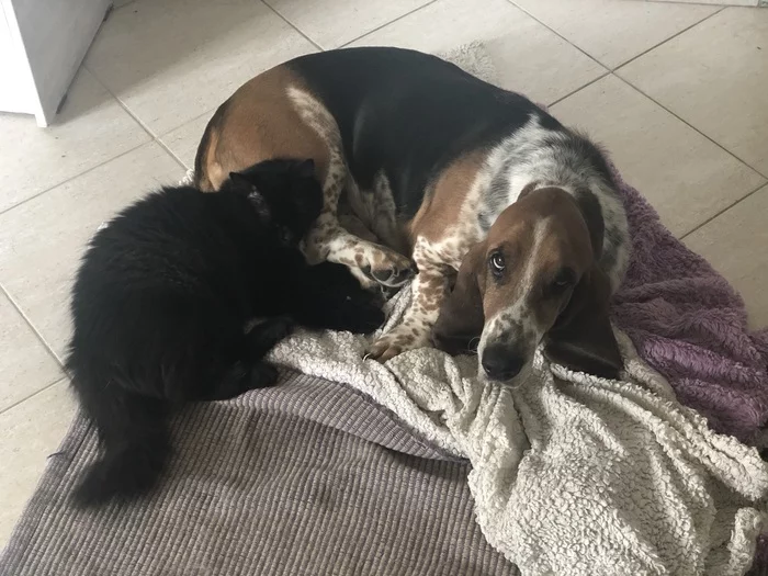 They live like a cat and a dog - My, The photo, Pets, Basset Hound, Longpost, Dog, cat, Cats and dogs together