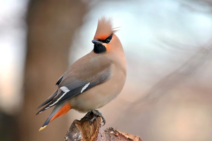 Equanimity itself) - Birds, Waxwing, Winter, Nature, The national geographic, The photo, Ornithology, Ornithology League