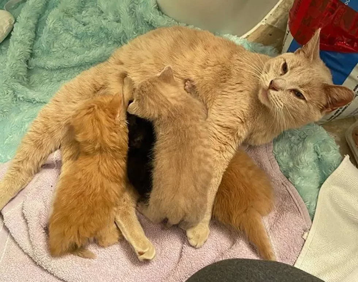 The cat raised her only kitten, helped three orphan kittens and is now looking for her home - cat, Kittens, Redheads, Animal defenders, USA, Nashville, Tennessee, Help, In good hands, Longpost