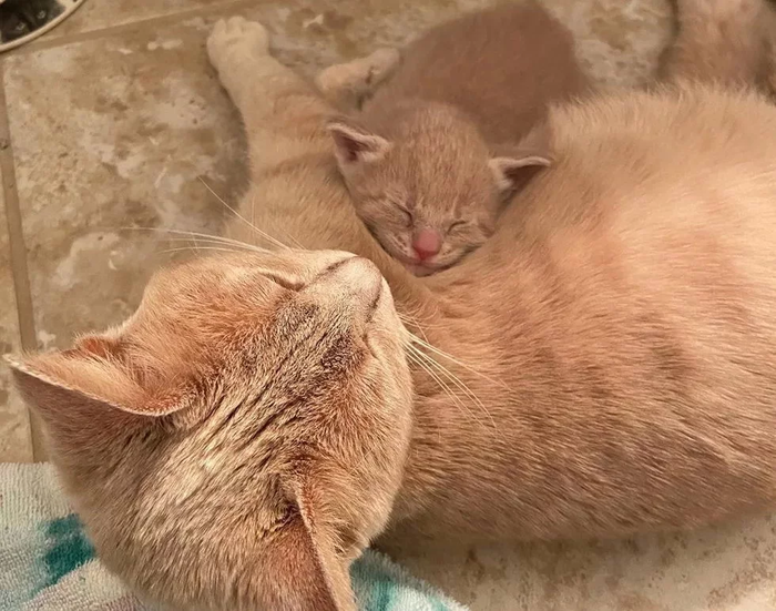 The cat raised her only kitten, helped three orphan kittens and is now looking for her home - cat, Kittens, Redheads, Animal defenders, USA, Nashville, Tennessee, Help, In good hands, Longpost