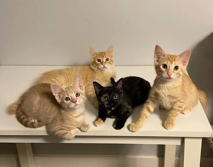 The cat raised her only kitten, helped three orphan kittens and is now looking for her home - cat, Kittens, Redheads, Animal defenders, USA, Nashville, Tennessee, Help, In good hands, Longpost