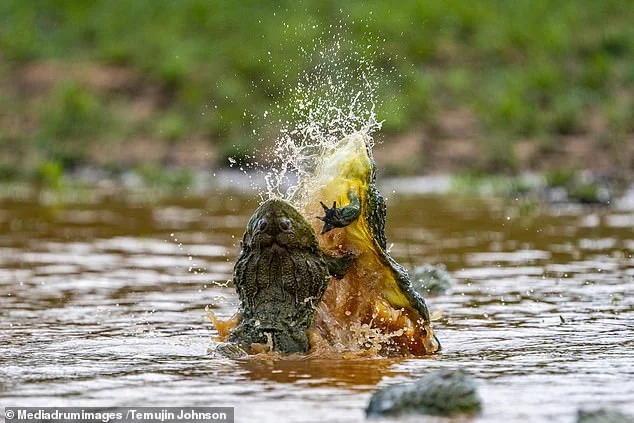 Battle of the Toads - Toad, Battle, Longpost