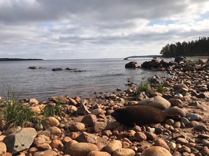 Round-faced seal Kraskova: miracles of disguise as coastal stones - Seal, Milota, Seal, Ladoga lake, Longpost, Animals, Marine life, The photo, Leningrad region, , Friends of the Baltic Seal Foundation