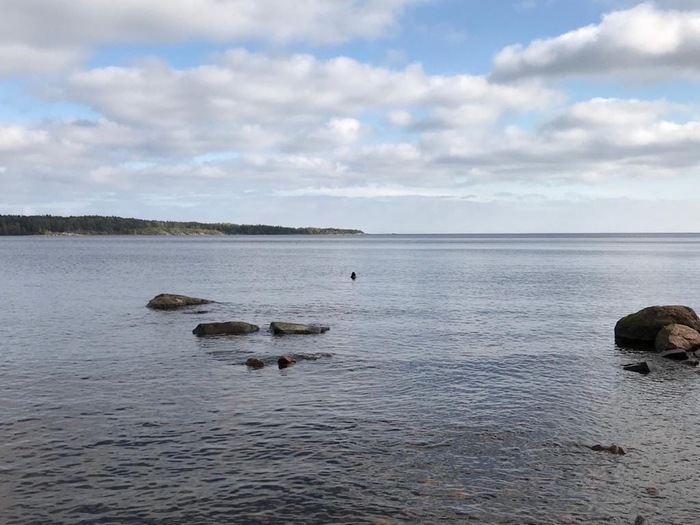 Round-sided seal Kraskova: miracles of camouflage as coastal stones - Seal, Milota, Seal, Ladoga lake, Longpost, Animals, Marine life, The photo, Leningrad region, Friends of the Baltic Seal Foundation