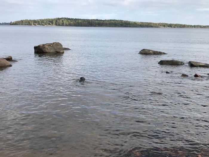 Round-sided seal Kraskova: miracles of camouflage as coastal stones - Seal, Milota, Seal, Ladoga lake, Longpost, Animals, Marine life, The photo, Leningrad region, Friends of the Baltic Seal Foundation