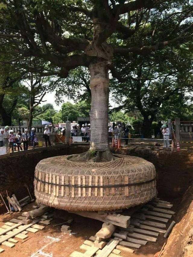 В Японии, если дерево мешает строительству дороги, они связывают корни и перемещают его Дерево, Япония, Корни