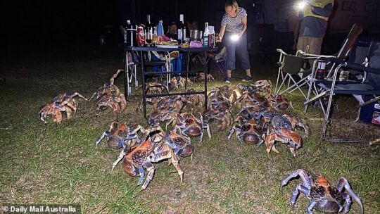 A typical picnic in Australia - Australia, Crab, Picnic, Routine, Food, Longpost