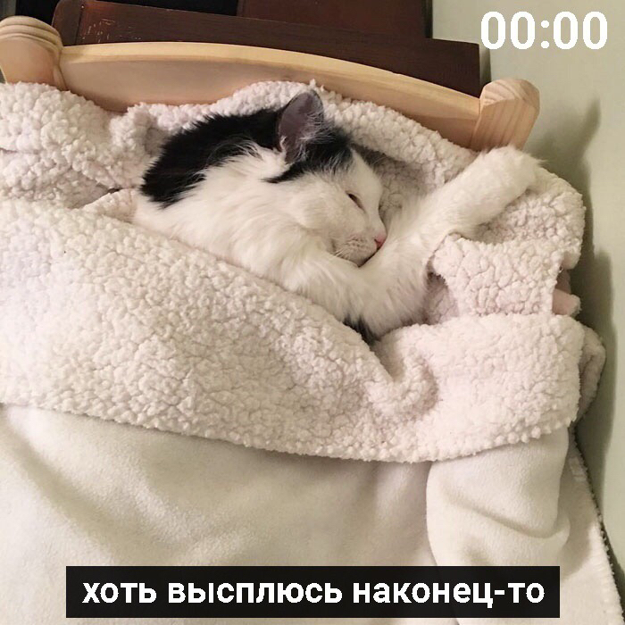 It's about me - cat, Picture with text, Dream, From the network, Longpost