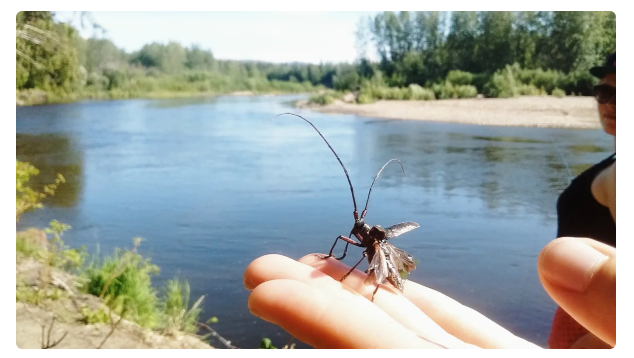 Жуки живут в диване