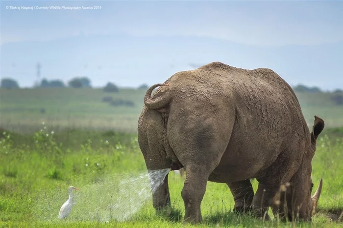 The morning didn't go well - Animals, Birds, Sharko shower, The photo