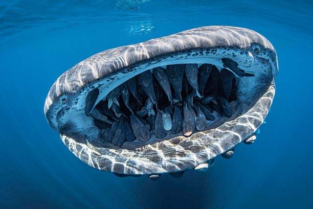 Parasites - Whale shark, Fish-sticking, Interesting