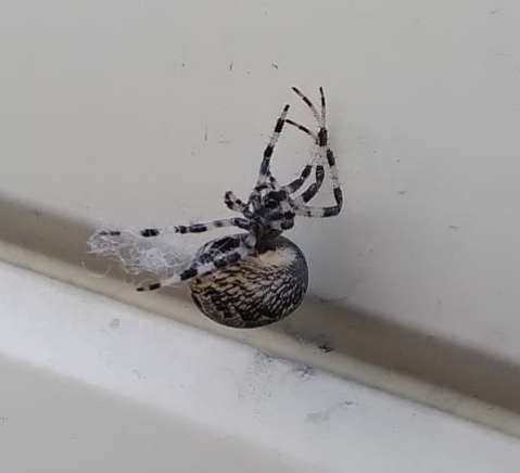 Spider Rescue - My, Spider, Nature