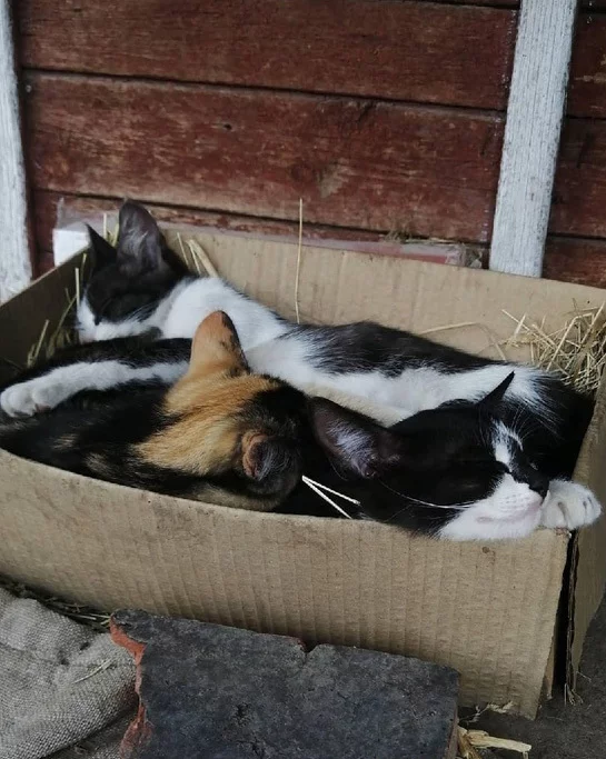 Five of us used to sleep - My, Kittens, Box, Milota, Village, cat, Box and cat, Animals, Pets