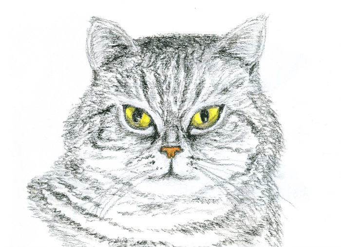 Серый котик. Рисунок масляной пастелью