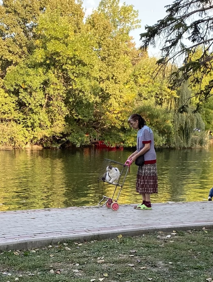 Cats also want to go for walks - My, cat, The park, Grandmother