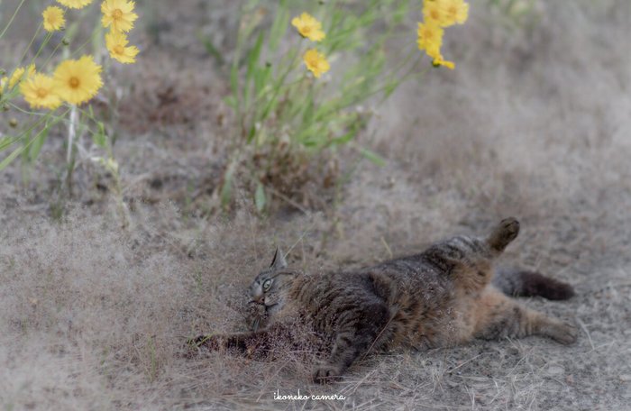 Полосатая нега^)