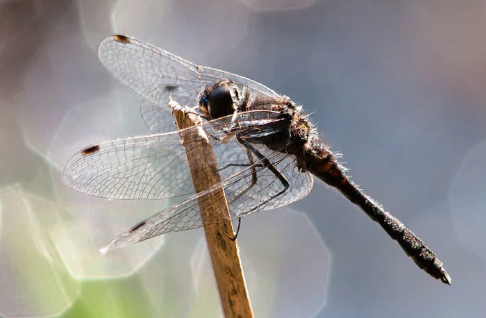 DRAGONFLY - My, Dragonfly, Macro photography, Insects, Longpost