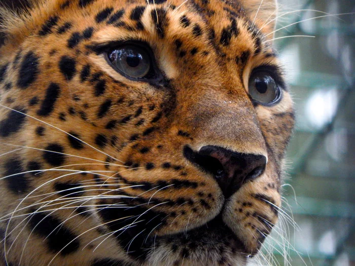 The fourth Sunday of September - Day of the Amur Tiger and Far Eastern Leopard - My, Far Eastern leopard, Big cats, Leopard, Animals