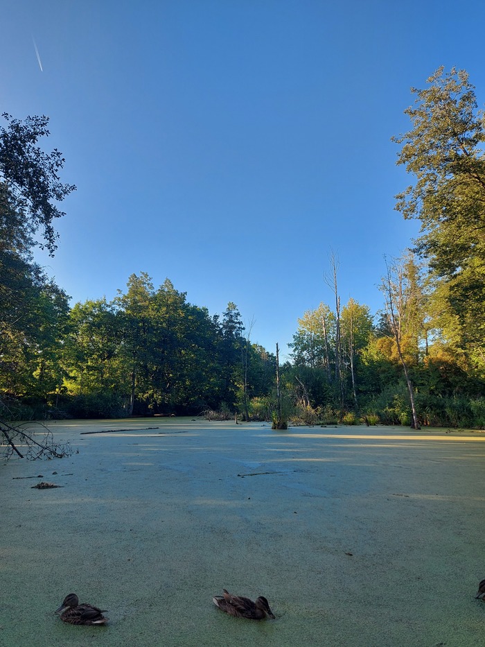 Болото | Пикабу